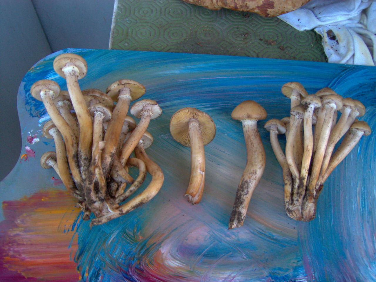 fungo da determinare